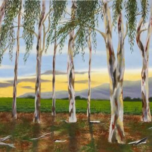 אקליפטוסים